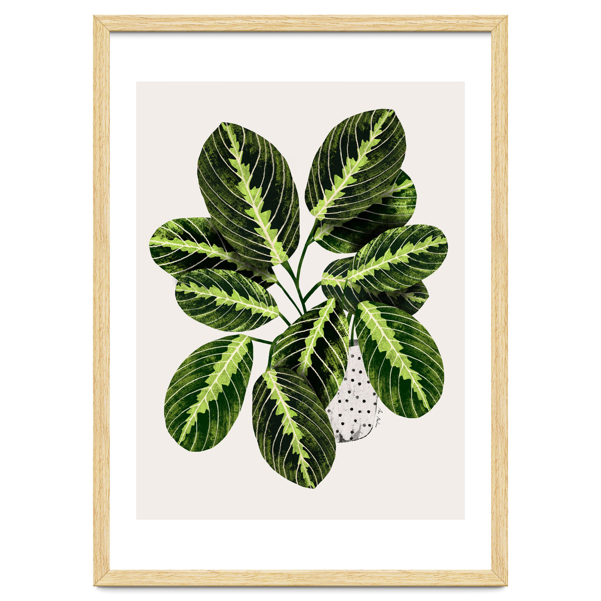 Maranta Plant