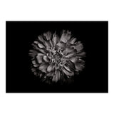 Backyard Flowers In Black And White No 79 (Print Only) thumbnail