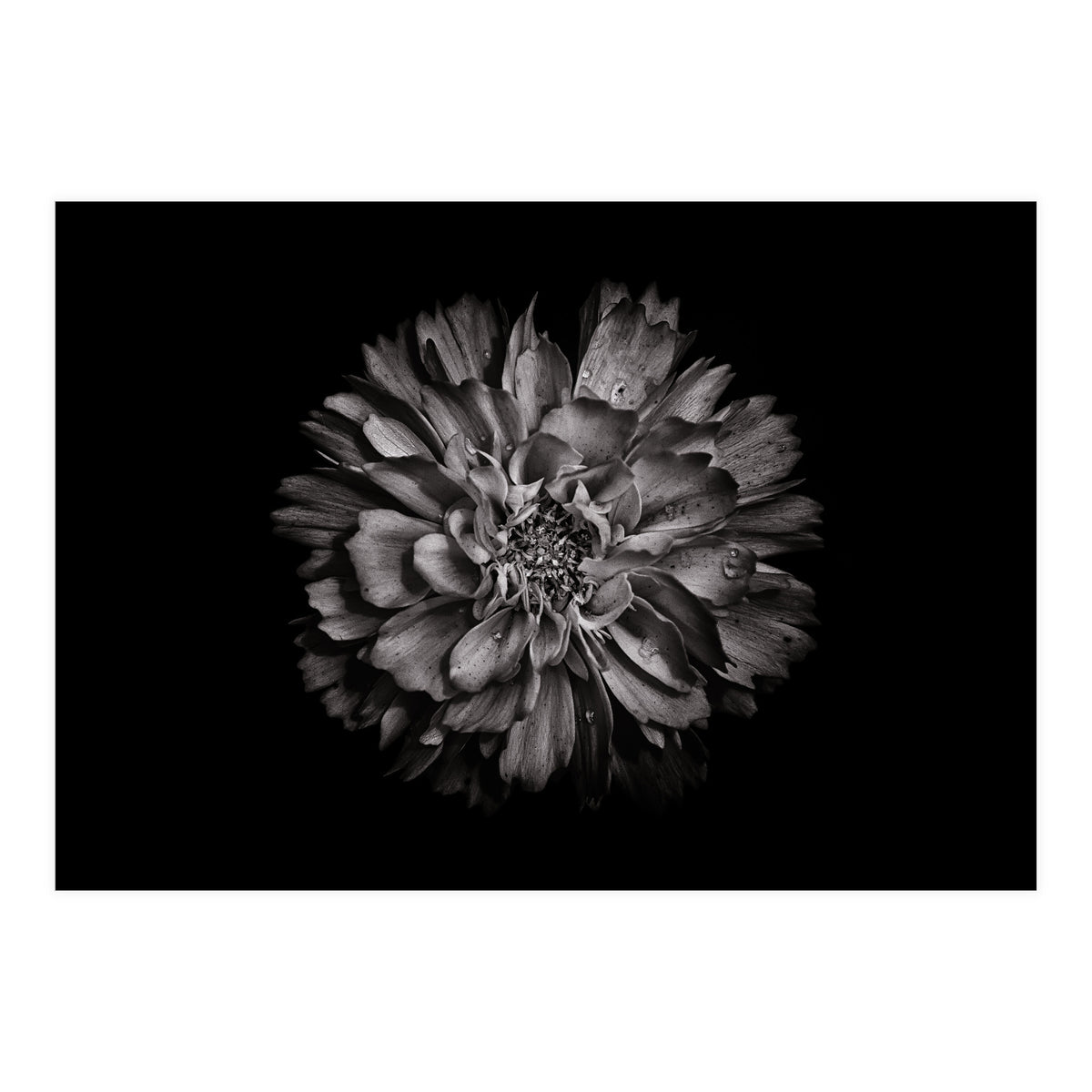 Backyard Flowers In Black And White No 79 (Print Only)