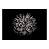 Backyard Flowers In Black And White No 79 (Print Only)