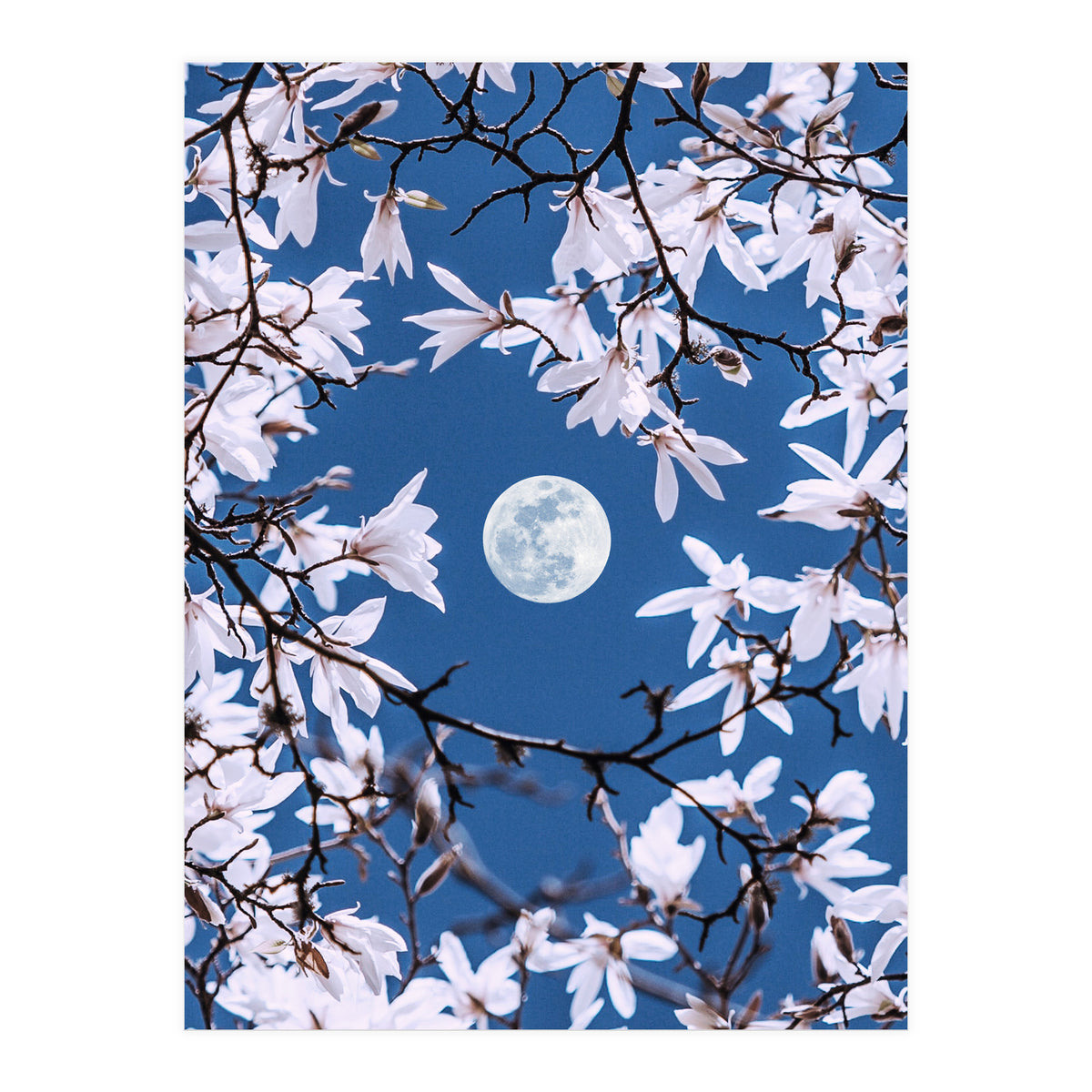 Moon Branches (Print Only)
