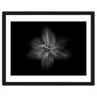 Backyard Flowers In Black And White No 28 Flow Version