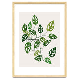 Monstera Obliqua Plant thumbnail
