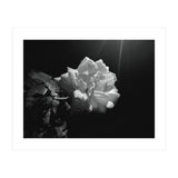 Desire (Print Only) thumbnail