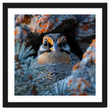Close Up Falcon Eye Detail In Nest thumbnail