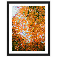 Autumn Leaves
