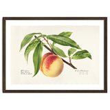 Royal Charles Steadman – Peach Twig (Prunus persica) (1918) thumbnail