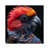 Black Palm Cockatoo Bird Close Up  (Print Only) thumbnail