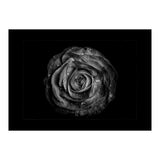 Backyard Flowers In Black And White No 72 with Border (Print Only) thumbnail