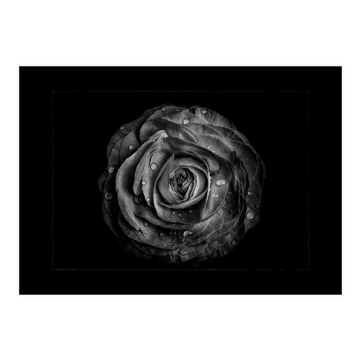 Backyard Flowers In Black And White No 72 with Border (Print Only)