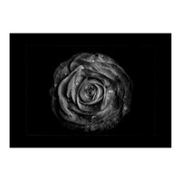 Backyard Flowers In Black And White No 72 with Border (Print Only)