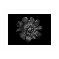 Backyard Flowers In Black And White 22 (Print Only)