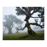 Forest queen (Print Only) thumbnail