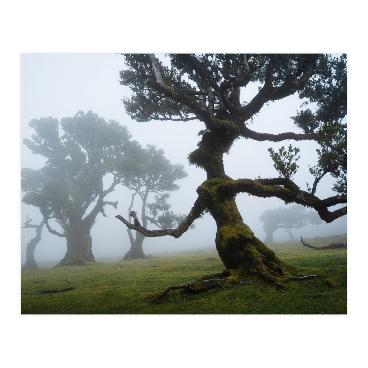 Forest queen (Print Only)