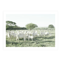 LIVING TOGETHER - WHITE COWS FAMILY (Print Only)