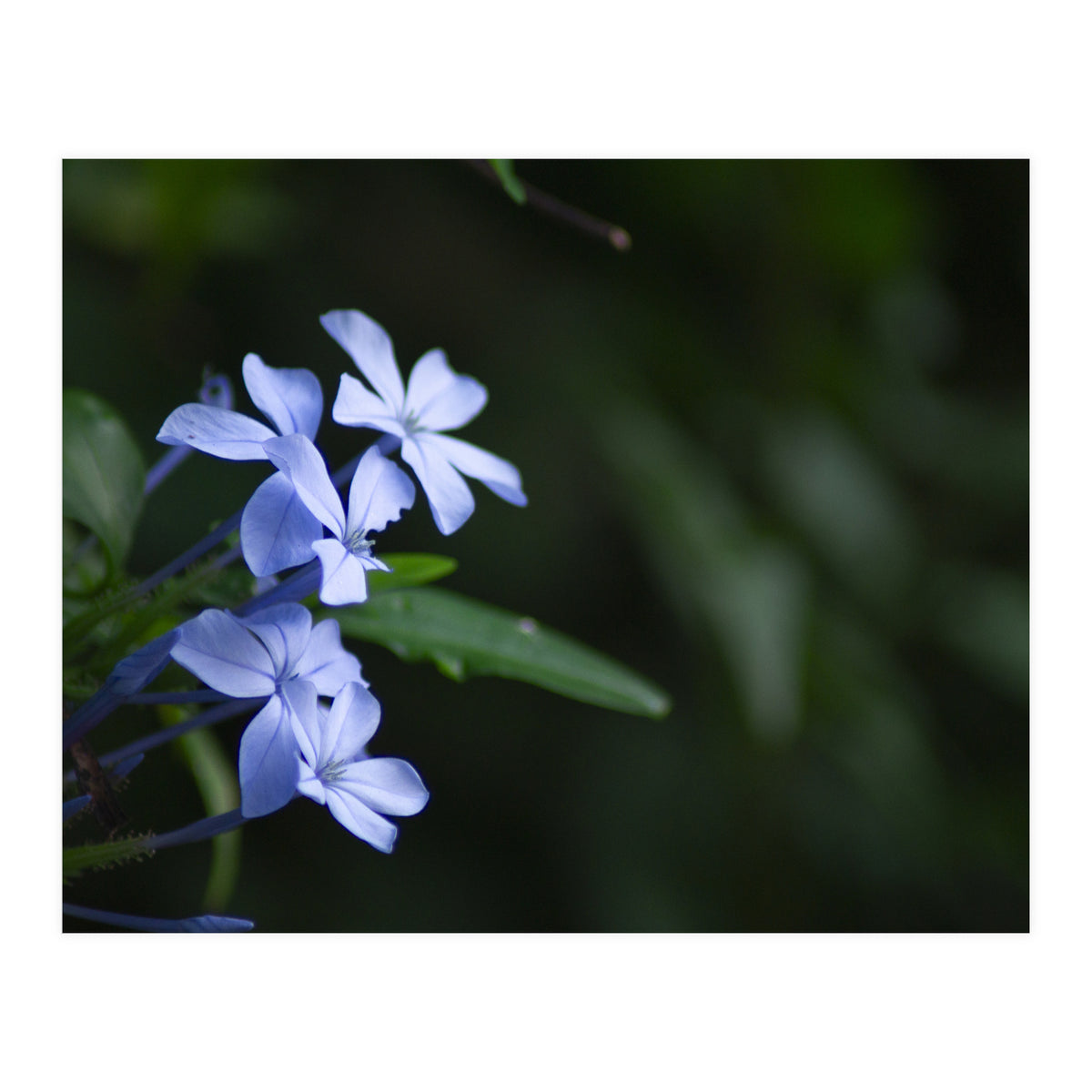 BLOSSOM. (Print Only)