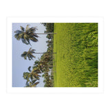The Paddy Fields of Kerala, South India (Print Only) thumbnail