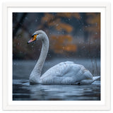 Swan Floating Gracefully On Water In Autumn thumbnail