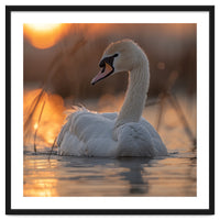Majestic Swan Swimming At Sunrise Serene Water