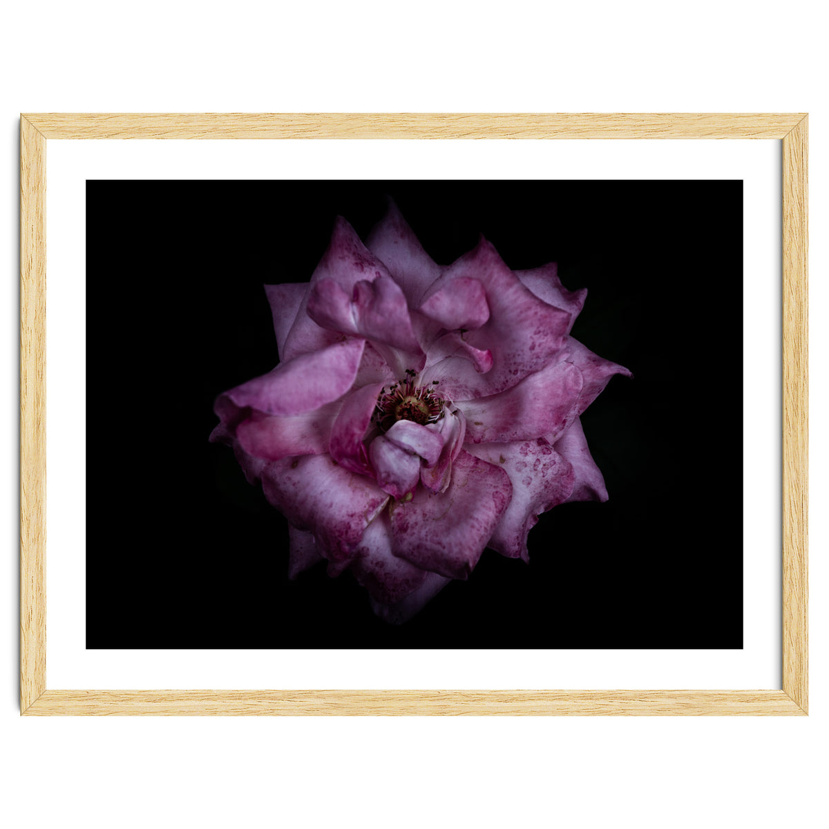 Backyard Flowers No 111 Color Version