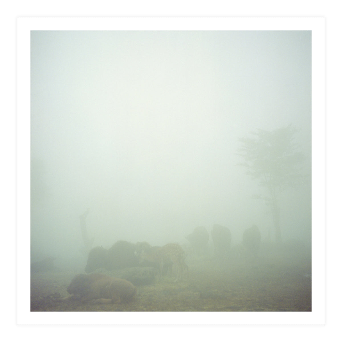 Silence of breath - 03 (Print Only)