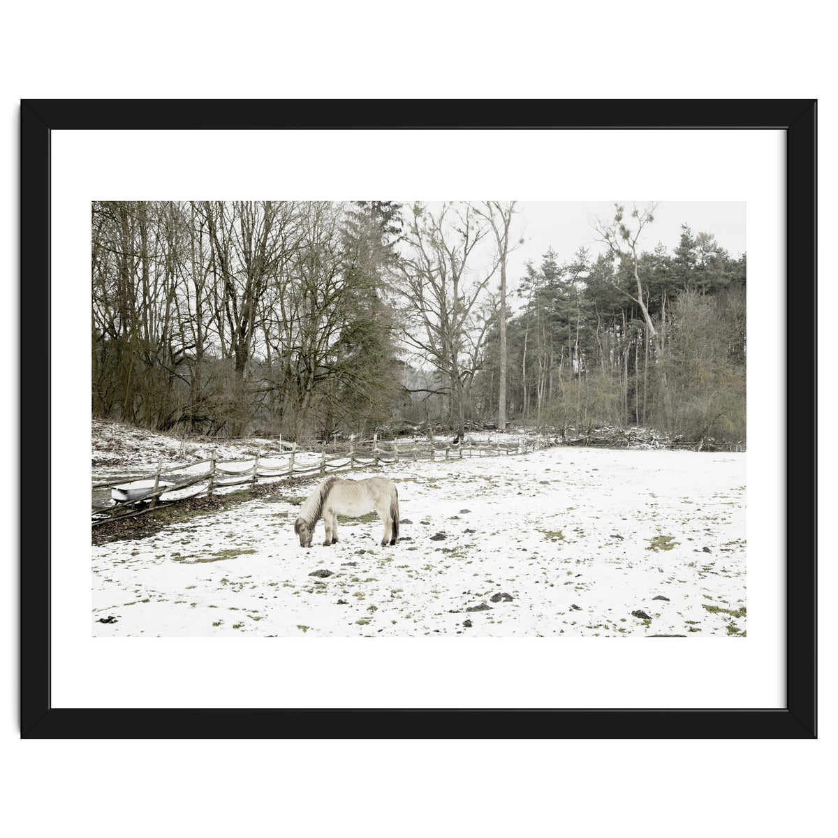 White horse in the snow field