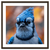 Close Up Blue Jay Bird With Detailed Feathers thumbnail