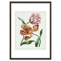John Edwards – Various Tulips (1791)