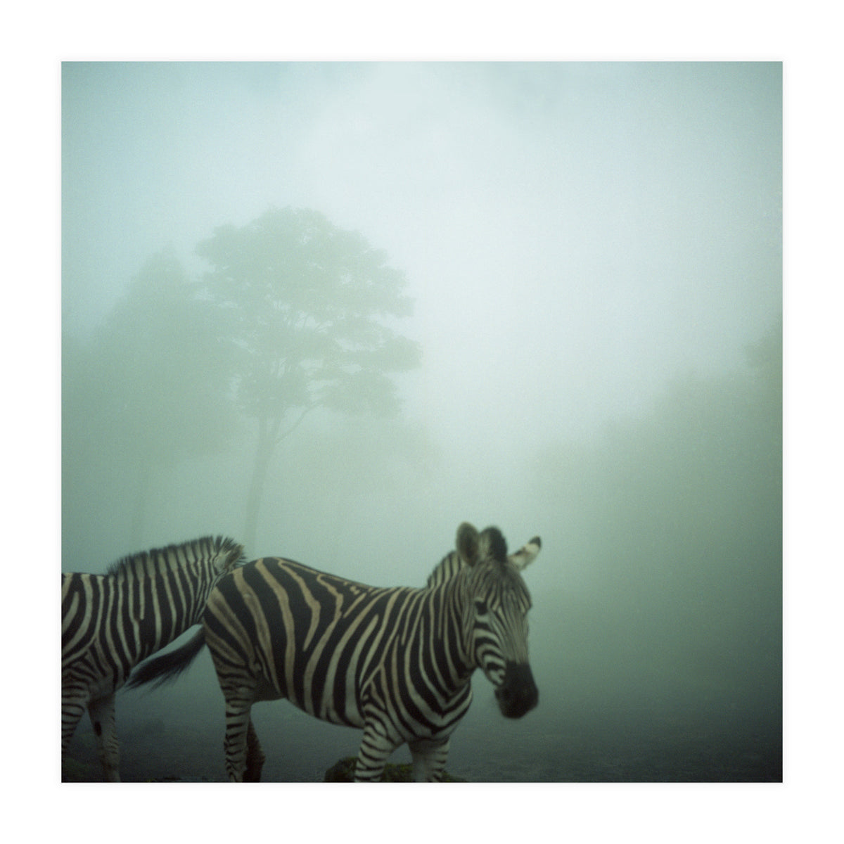 Silence of breath - 16 (Print Only)