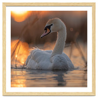 Majestic Swan Swimming At Sunrise Serene Water