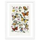 Paul Gervais – Butterfly and Moth Natural History Illustration (1842) thumbnail