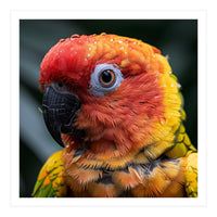 Sun Conure Parrot Bird With Water Droplets (Print Only)