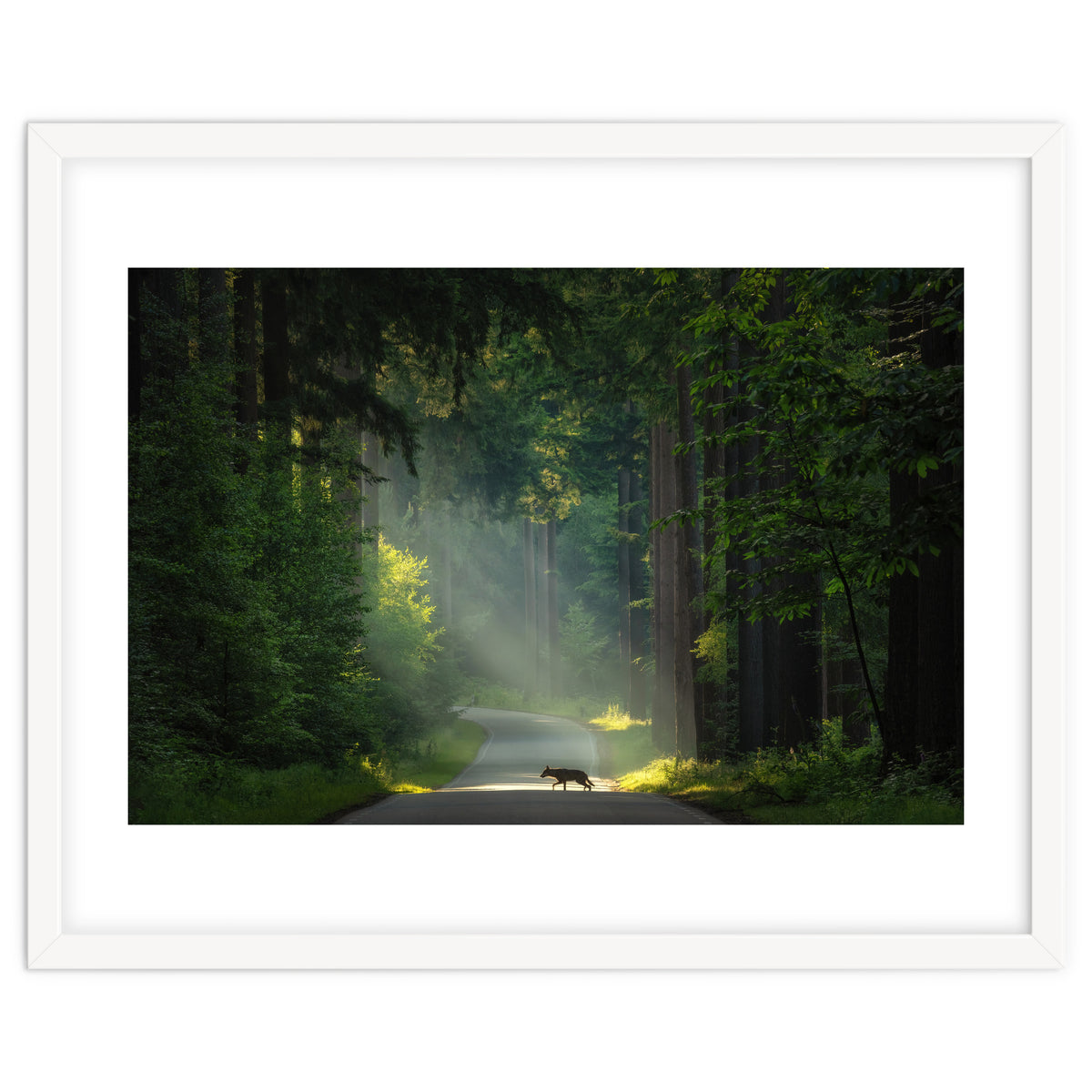 Wolf in the Netherlands