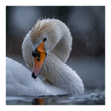 White Swan Bird With Water Droplets In Rain (Print Only) thumbnail