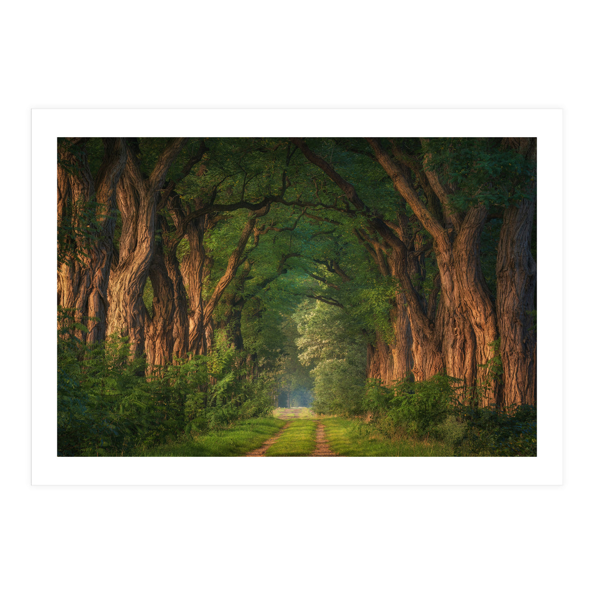 Soft morning light (Print Only)