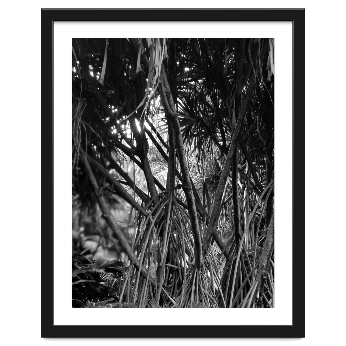 Black Tectorius Plant Art