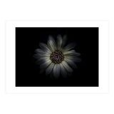 Backyard Flowers No 27 Color Version (Print Only) thumbnail