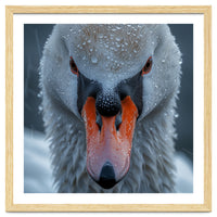 Close Up Of A Swan's Face With Water Droplets