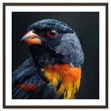 Black Bird With Red Eyes And Orange Chest Feathers thumbnail