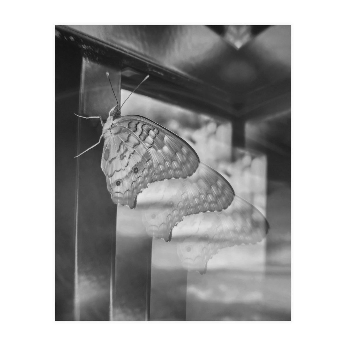 Evolving | Black & White (Print Only)