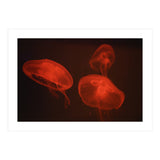 At the aquarium #4 (Print Only) thumbnail