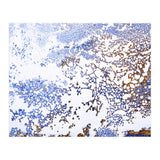Coral Blooming (Print Only) thumbnail