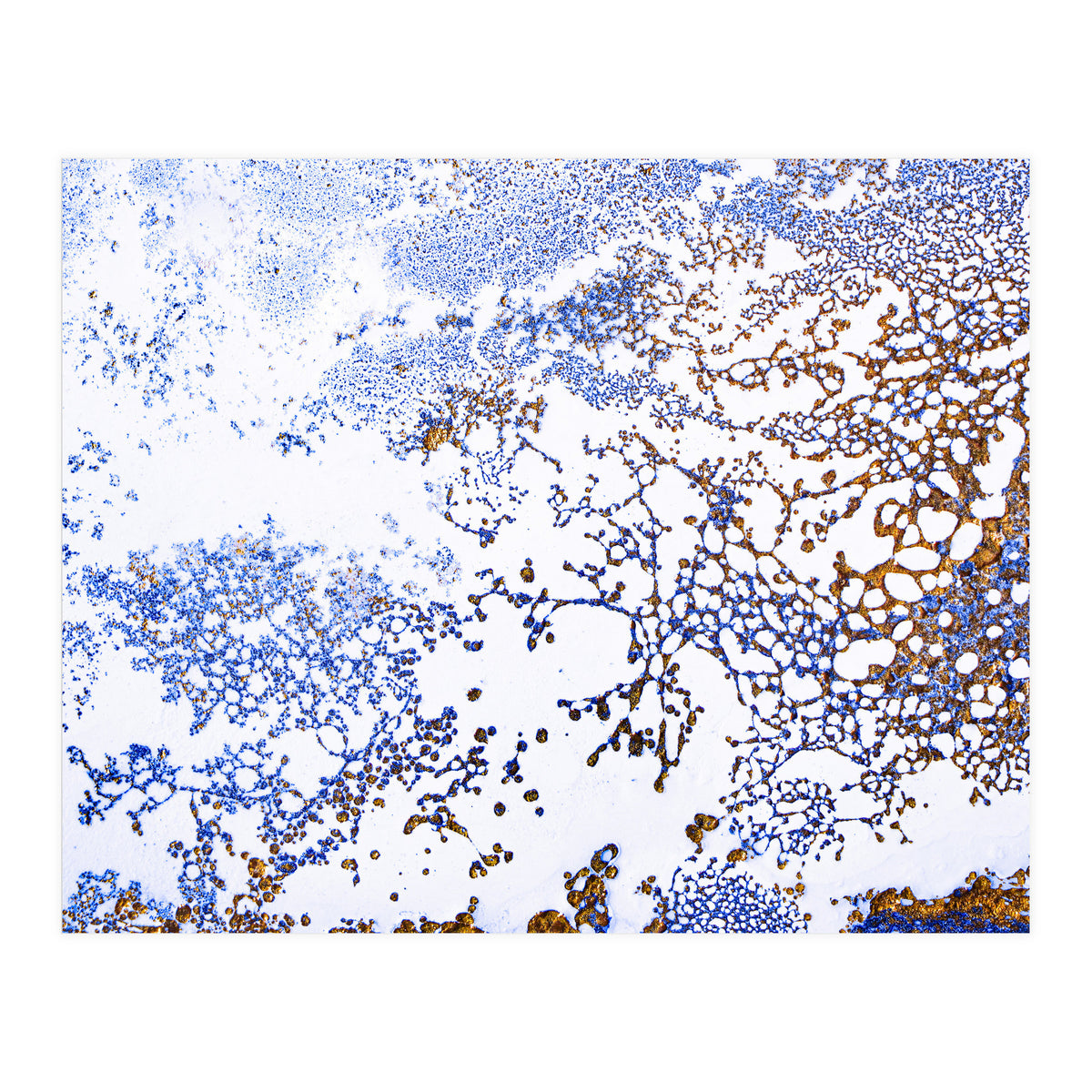 Coral Blooming (Print Only)