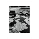 Lotus Pond | Black & White Portrait (Print Only) thumbnail
