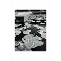 Lotus Pond | Black & White Portrait (Print Only)