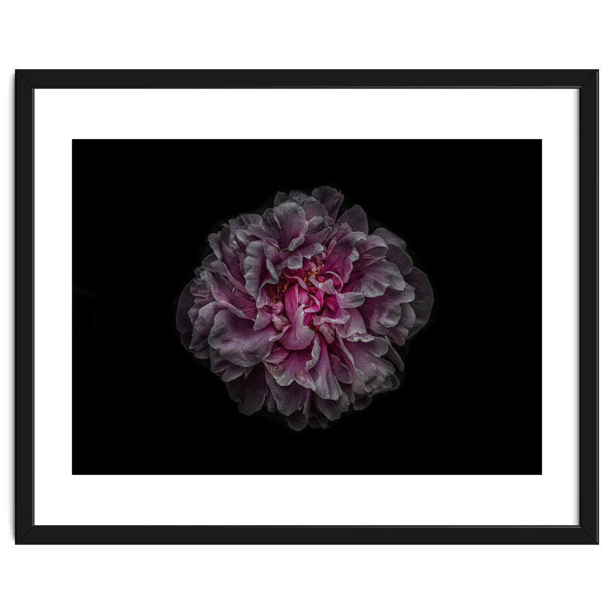 Backyard Flowers No 116 Color Version