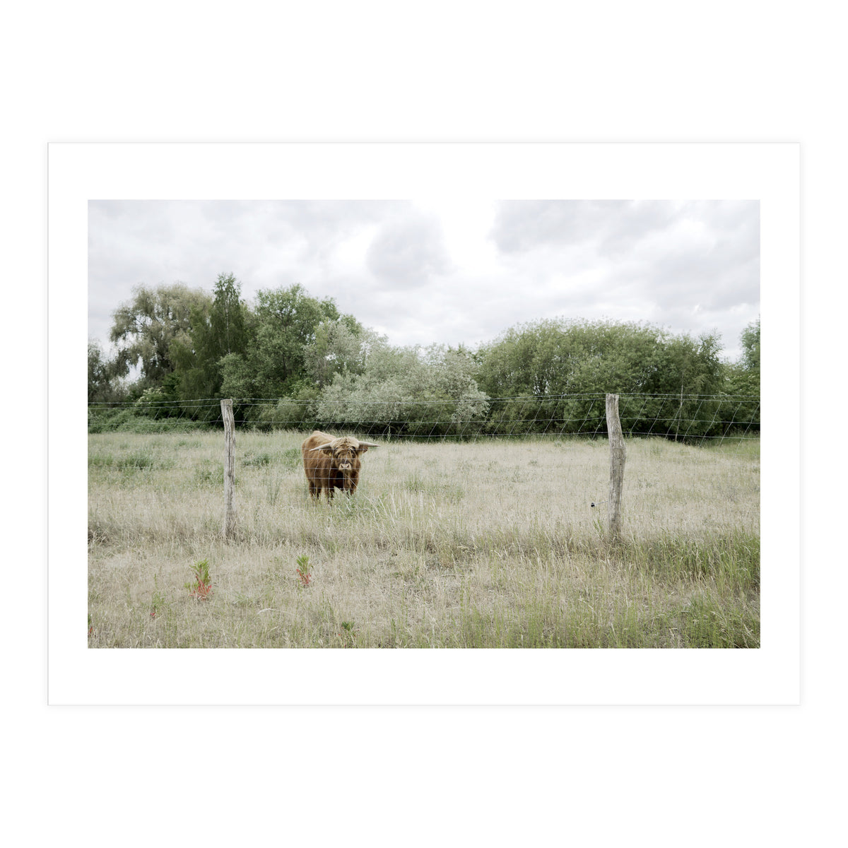 Cow in the farm (Print Only)
