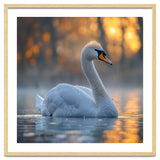 Beautiful Swan Floating On Water At Sunset thumbnail