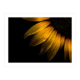 Backyard Flowers No 28 Sunflower (Print Only) thumbnail