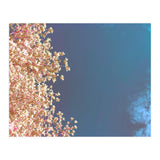 Leaves And Sky (Print Only) thumbnail